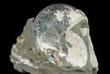 Fossil Hoploscaphites Ammonite - South Dakota #180840-1